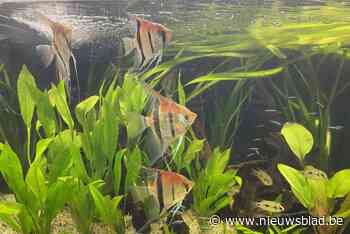 Aquariumclub Gracilis presenteert 28ste tentoonstelling: “Interesse voor onze hobby doet ons veel plezier”