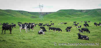 In Nieuw-Zeeland trekt de melkproductie weer aan