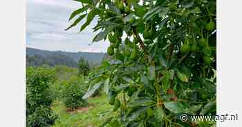 "Het is slechts een kwestie van tijd voordat de avocadoteelt in het noorden van Spanje gemeengoed wordt"