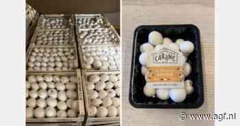 Franse Kultive breidt uit met reuzenchampignon