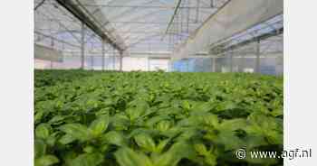 "Om aan grote vraag Duitse snijkruiden te voldoen, in mei extra geïmporteerd"