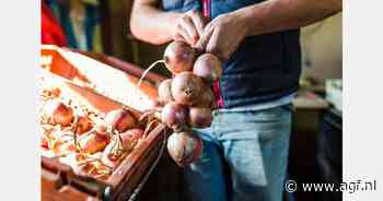 Mooie opbrengst en goede kwaliteit Bretonse uien