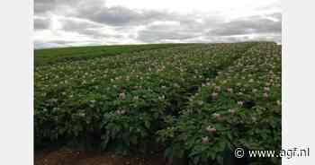 "Betere aardappelprijzen in Spanje dan in de rest van Europa"