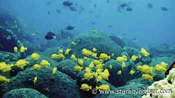 Hawaii Supreme Court clears path for aquarium fish collection permits