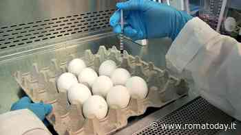 Uova a rischio salmonella, allarme tra i consumatori. I supermercati di Roma: "Nessuna comunicazione"