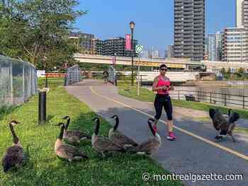 Montreal weather: Very mindful, very demure