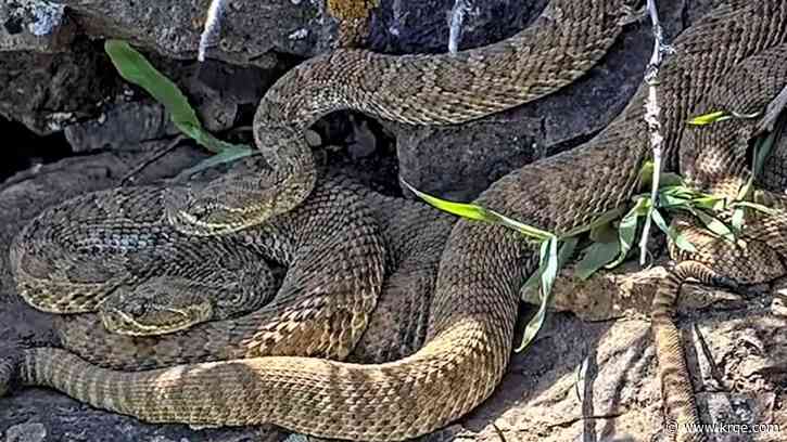 'Mega den' of hundreds of rattlesnakes grows in Colorado as births captured live