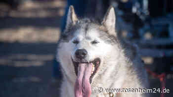 Husky entkommt Besitzerin und tötet sechs Schafe in Marktl