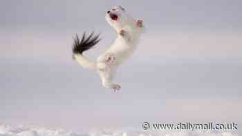 From a 'dancing' stoat to lions mating in a storm: Fourteen breathtaking images from the 2024 Natural History Museum Wildlife Photographer of the Year competition