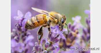 "Biologische landbouw beter voor honingbijen"