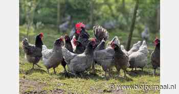 "De kruising van oude authentieke rassen maakt het dubbeldoelras Sasso Silver uniek"