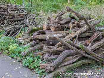 Bowling Green brush collection starts Tuesday