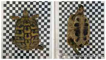 „Im Moment echt extrem“: Erneuter Fund einer Schildkröte – Warum das kein Einzelfall ist