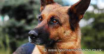 Man appeared in court for allegedly leaving dog to die in hot car