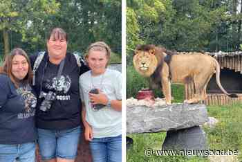 Leeuwenkoning Nestor viert verjaardag met bloederige taart en grootste fans: “We volgen hem al heel zijn leven”