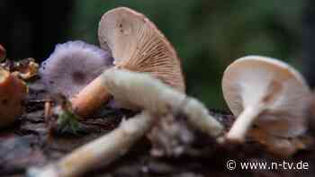 Beim Pilze sammeln verirrt: 89-Jährige überlebt vier Tage alleine im Wald