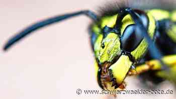 Landratsamt Calw erklärt: Wespen töten? Das kostet bis zu 50 000 Euro