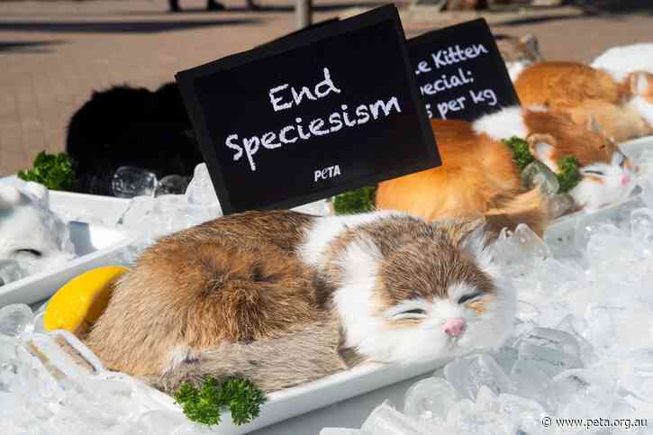 PETA ‘Catmonger’ Reminds Public Eating Fish Is No Different
