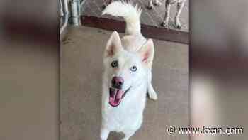 How 'Clear the Shelters' is boosting Lampasas Animal Shelter