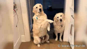 Hund zeigt mit lustigem Trick, was er will: „Damit kriegt er mich jedes Mal rum“