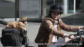 Dürfen Hunde auf dem Motorrad mitfahren?