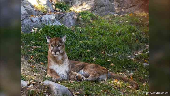 Odin, Calgary Zoo’s ‘big cat’ dies at 15 years old