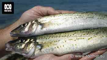 Recreational anglers say they're copping the blame for SA's dwindling fish numbers