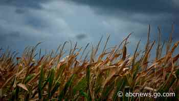 Sweaty corn is making it even more humid