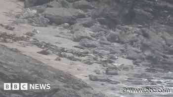 Seals stampede video shows risks to animals