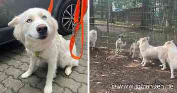 Tierheim Lichtenfels erlebt Notfall: "25 Hunde auf einen Schlag"