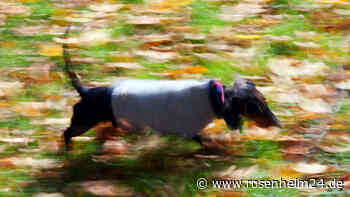 Frau (69) am Hartsee in Eggstätt von schwarzem Hund angegriffen und umgeworfen