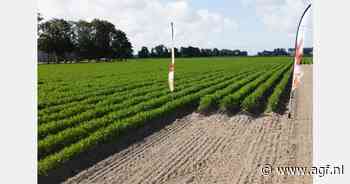 Nieuwste ontwikkelingen in wortelsector op International Carrot Days