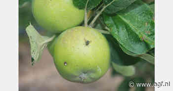 Klasse II appelen in Russische schappen als 'economy' fruit