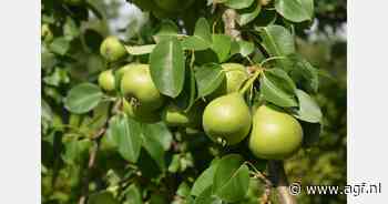 Perenboomgaard van fruitteler wordt leeggepikt door kraaien