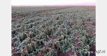 "Alarm voor dreigend aardappeltekort in Zuid-Afrika is overdreven"