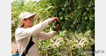 Nettowinst Camposol eerste jaarhelft bijna gelijk als die van volledig 2023