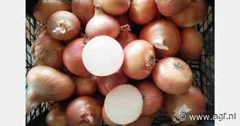 "Bijna geen vraag naar Egyptische uien"