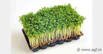"Veel mensen zijn er niet mee bekend, maar waterkers is gezondste groente"