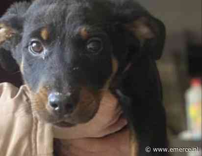 ‘Wrede puppyhandel floreert op Facebook en Instagram’