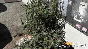 Lettori - Degrado a via Biagio Petrocelli