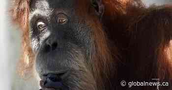 Orangutan briefly escapes habitat at Toronto Zoo, returned safely