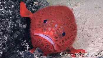 Deep sea expedition uncovers 20 never-before-seen species living on a huge underwater mountain on the Nazca Ridge - including a sea toad, two flying spaghetti monsters, and a Casper octopus