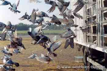 Peta will auch Taubenwettflüge im Kreis Paderborn verbieten