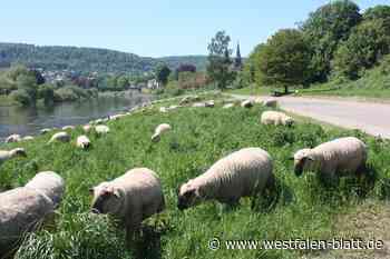 Blauzungenkrankheit: Die Virus-Welle trifft auch den Kreis Höxter