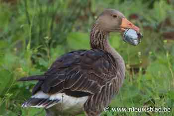 Tuinhuis gedumpt in Schulensbroek: gans met blikje rond de snavel levend bewijs van impact sluikstorten