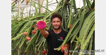 "Bio-certificering geeft ons tropisch fruit een extra troef"