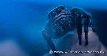 Thousands of mating spiders are about to invade UK homes - how to keep them out