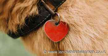 The 'little-known' dog collar law that could see pet owners face £5k fine