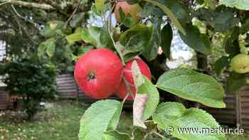 Viele Obstbäume biegen sich unter der schweren Fruchtlast
