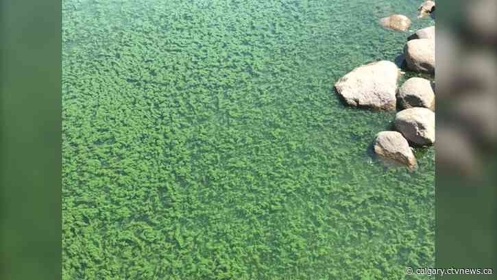 Blue-green algae advisory remains in place for Henderson Lake Park as Lethbridge temperatures heat up ahead of long weekend